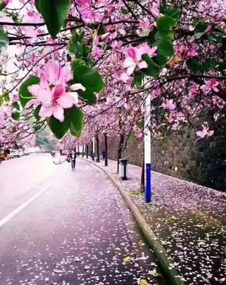 飞瑶